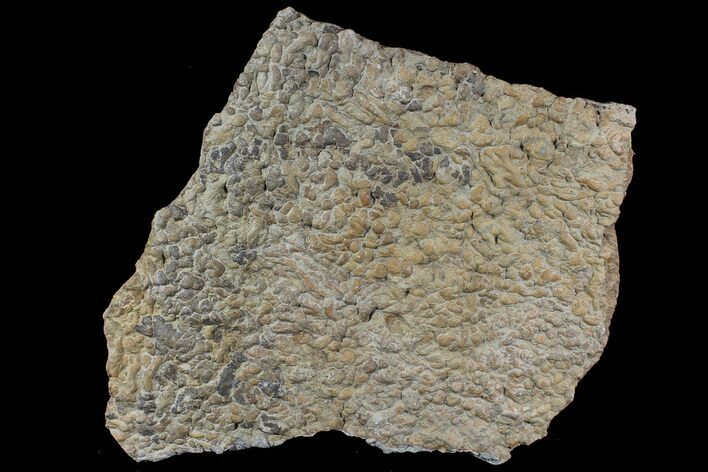 Pennsylvanian, Fossil Microbial Mat - Oklahoma #77904